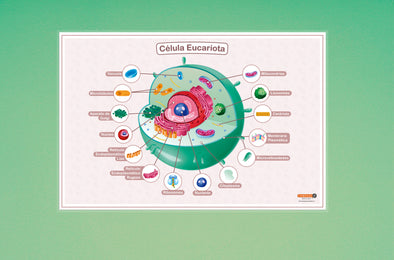 Celula Eucariota Termolaminada (plastificado)