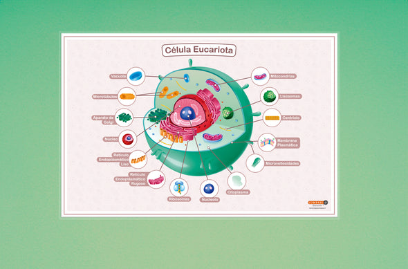 Celula Eucariota Termolaminada (plastificado)